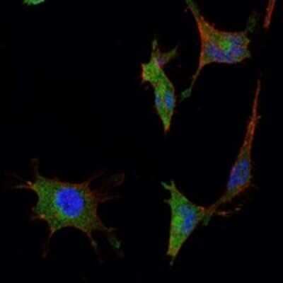 Immunocytochemistry/ Immunofluorescence: Smad5 Antibody (3H9) - BSA Free [NBP2-37648]
