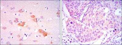 Immunohistochemistry-Paraffin: Smad5 Antibody (3H9) - BSA Free [NBP2-37648]