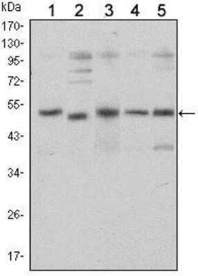 Western Blot: Smad5 Antibody (3H9)BSA Free [NBP2-37648]