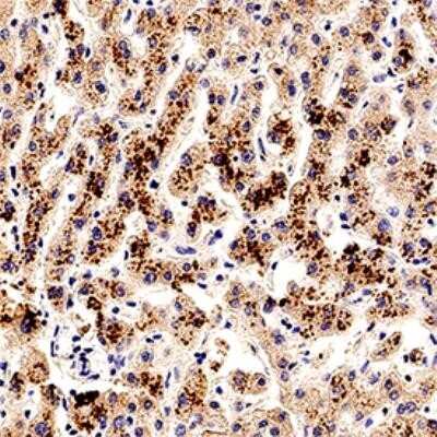 Immunohistochemistry-Paraffin: Smad7 Antibody - Azide Free [NB100-56688]