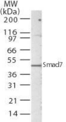 Western Blot: Smad7 AntibodyAzide Free [NB100-56688]