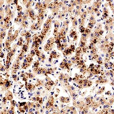 Immunohistochemistry-Paraffin: Smad7 Antibody [NBP2-24710]