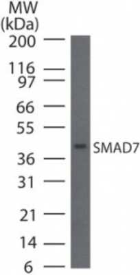 Western Blot: Smad7 Antibody [NBP2-24710]