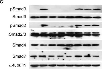 Western Blot: Smad7 Antibody [NBP2-24710]