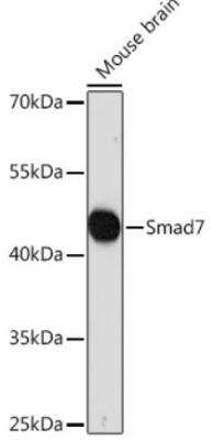 Western Blot: Smad7 AntibodyAzide and BSA Free [NBP2-94047]