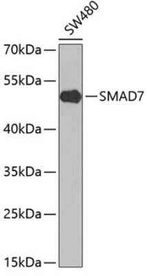 Western Blot: Smad7 AntibodyBSA Free [NBP2-94158]