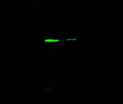 Western Blot: Smad7 Antibody [NBP2-99045]