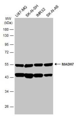 Western Blot: Smad7 Antibody [NBP3-13375]