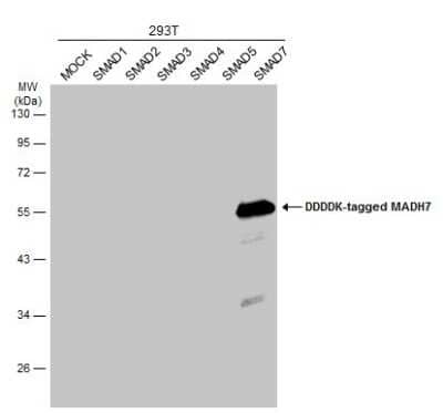 Western Blot: Smad7 Antibody [NBP3-13375]