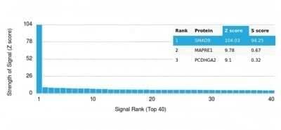 Protein Array: Smad9 Antibody (PCRP-SMAD9-2F4) - Azide and BSA Free [NBP3-14117]