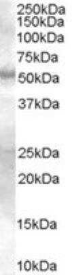 Western Blot: Smad9 Antibody [NB100-2834]