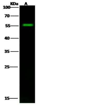 Western Blot: Smad9 Antibody [NBP2-98884]