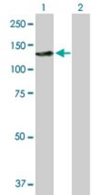 Western Blot: SmarcAL1 Antibody [H00050485-B01P]