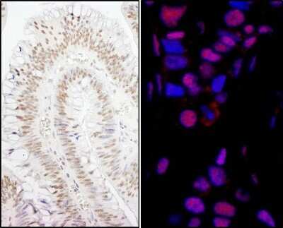 Immunohistochemistry: Smek1 Antibody [NB100-2879]