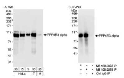 Western Blot: Smek1 Antibody [NB100-2879]