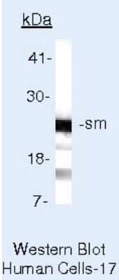 Western Blot: Smith Antigen Antibody (Y12) [NB600-546]