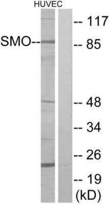 Western Blot: Smoothened Antibody [NBP3-06699]