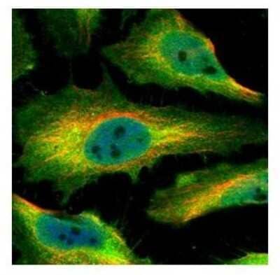 Immunocytochemistry/ Immunofluorescence: SmyD1 Antibody [NBP2-20428]