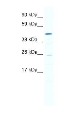 Western Blot: SmyD1 Antibody [NBP1-80226]