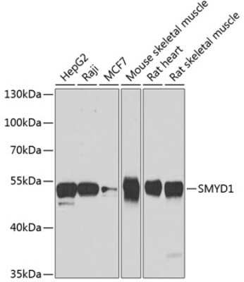 Western Blot: SmyD1 AntibodyBSA Free [NBP2-93043]