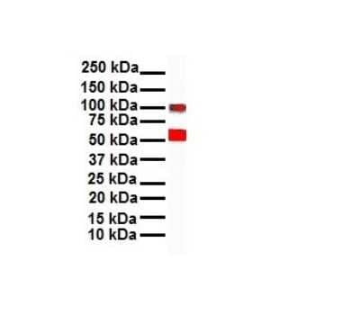 Western Blot: Snail Antibody [NBP1-80022]