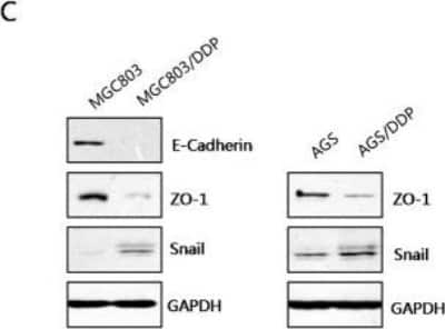 Western Blot: Snail AntibodyBSA Free [NBP2-27293]