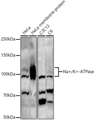 Western Blot: Sodium Potassium ATPase Alpha 1 AntibodyAzide and BSA Free [NBP2-95255]