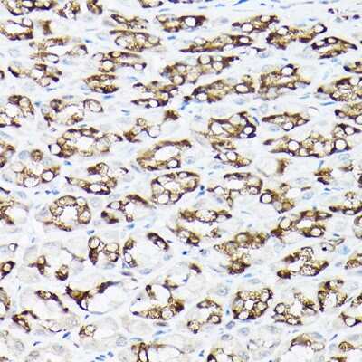 Immunohistochemistry-Paraffin: Sodium Calcium Exchanger 1/NCX1 Antibody - Azide and BSA Free [NBP2-94316]