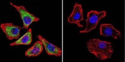 Immunocytochemistry/ Immunofluorescence: SLC8A3/NCX3 Antibody (C2C12) [NB120-2869]