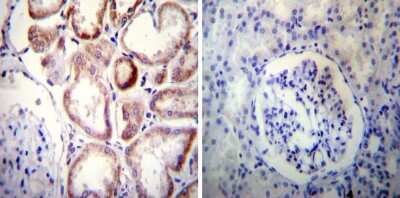 Immunohistochemistry-Paraffin: SLC8A3/NCX3 Antibody (C2C12) [NB120-2869]