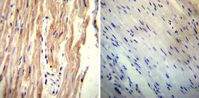 Immunohistochemistry-Paraffin: SLC8A3/NCX3 Antibody (C2C12) [NB120-2869]