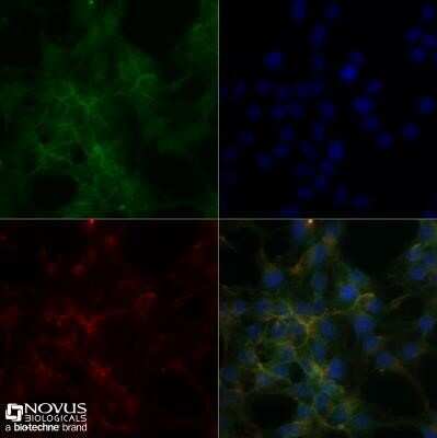 Immunocytochemistry/ Immunofluorescence: Sodium Potassium ATPase Alpha 1 Antibody (464.6) - Azide and BSA Free [NBP2-80956]