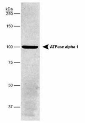 Western Blot: Sodium Potassium ATPase Alpha 1 Antibody (464.6)Azide and BSA Free [NBP2-80956]