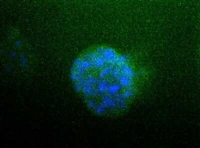 Immunocytochemistry/ Immunofluorescence: Sodium Potassium ATPase Alpha 1 Antibody (464.6) [NB300-146]