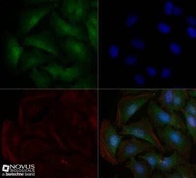 Immunocytochemistry/ Immunofluorescence: Sodium Potassium ATPase Alpha 1 Antibody (464.6) [NB300-146]