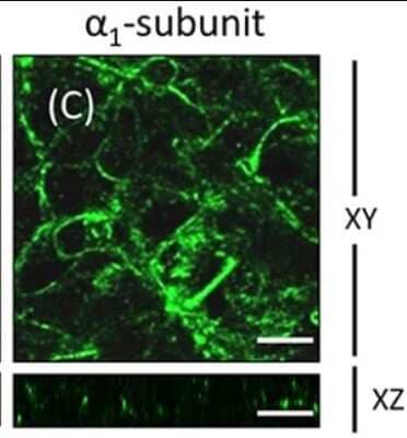Immunocytochemistry/ Immunofluorescence: Sodium Potassium ATPase Alpha 1 Antibody (464.6) [NB300-146]