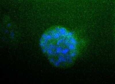 Immunocytochemistry/ Immunofluorescence: Sodium Potassium ATPase Alpha 1 Antibody (464.6) - BSA Free [NBP2-61137]