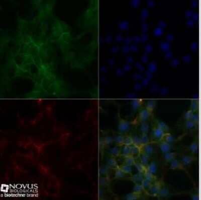 Immunocytochemistry/ Immunofluorescence: Sodium Potassium ATPase Alpha 1 Antibody (464.6) - BSA Free [NBP2-61137]