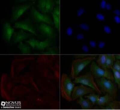 Immunocytochemistry/ Immunofluorescence: Sodium Potassium ATPase Alpha 1 Antibody (464.6) - BSA Free [NBP2-61137]