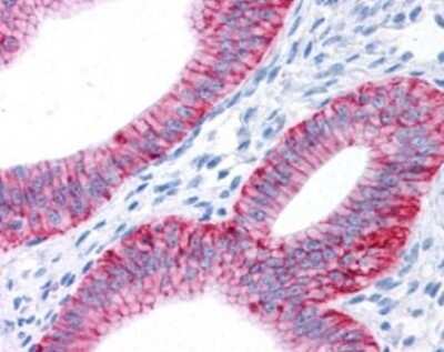 Immunohistochemistry: Sodium Potassium ATPase Alpha 1 Antibody (464.6) - BSA Free [NBP2-61137]