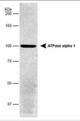 Western Blot: Sodium Potassium ATPase Alpha 1 Antibody (464.6)BSA Free [NBP2-61137]