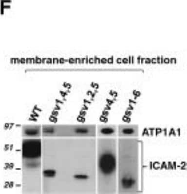 Western Blot: Sodium Potassium ATPase Alpha 1 Antibody (464.6) [NB300-146]