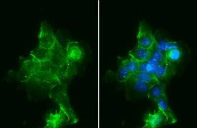 Immunocytochemistry/ Immunofluorescence: Sodium Potassium ATPase Alpha 1 Antibody (HL114) [NBP3-13660]