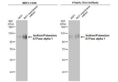 Western Blot: Sodium Potassium ATPase Alpha 1 Antibody (HL114) [NBP3-13660]