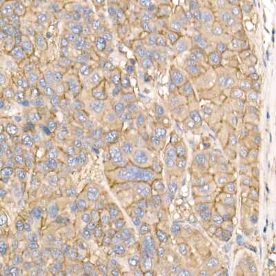 Immunohistochemistry-Paraffin: Sodium Potassium ATPase Alpha 1 Antibody - Azide and BSA Free [NBP2-95255]