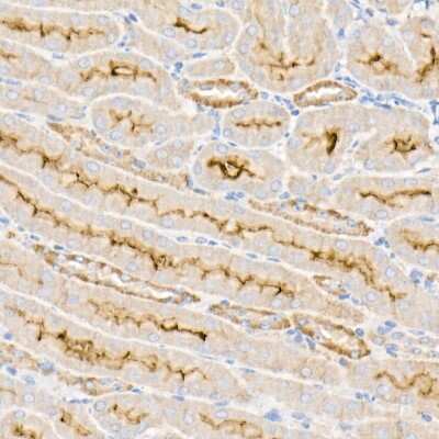 Immunohistochemistry-Paraffin: Sodium Potassium ATPase Alpha 1 Antibody - Azide and BSA Free [NBP2-95255]