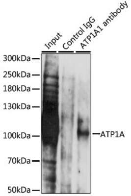 Immunoprecipitation: Sodium Potassium ATPase Alpha 1 Antibody - BSA Free [NBP2-95089]
