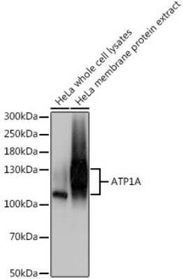 Western Blot: Sodium Potassium ATPase Alpha 1 AntibodyBSA Free [NBP2-95089]