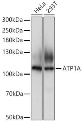 Western Blot: Sodium Potassium ATPase Alpha 1 AntibodyBSA Free [NBP2-95089]