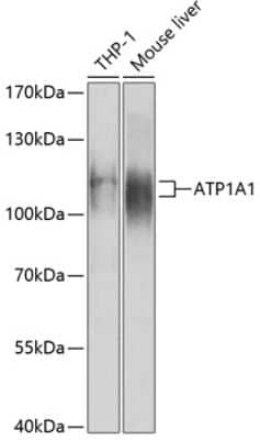 Western Blot: Sodium Potassium ATPase Alpha 1 AntibodyBSA Free [NBP2-95257]